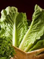 Lechuga Romana